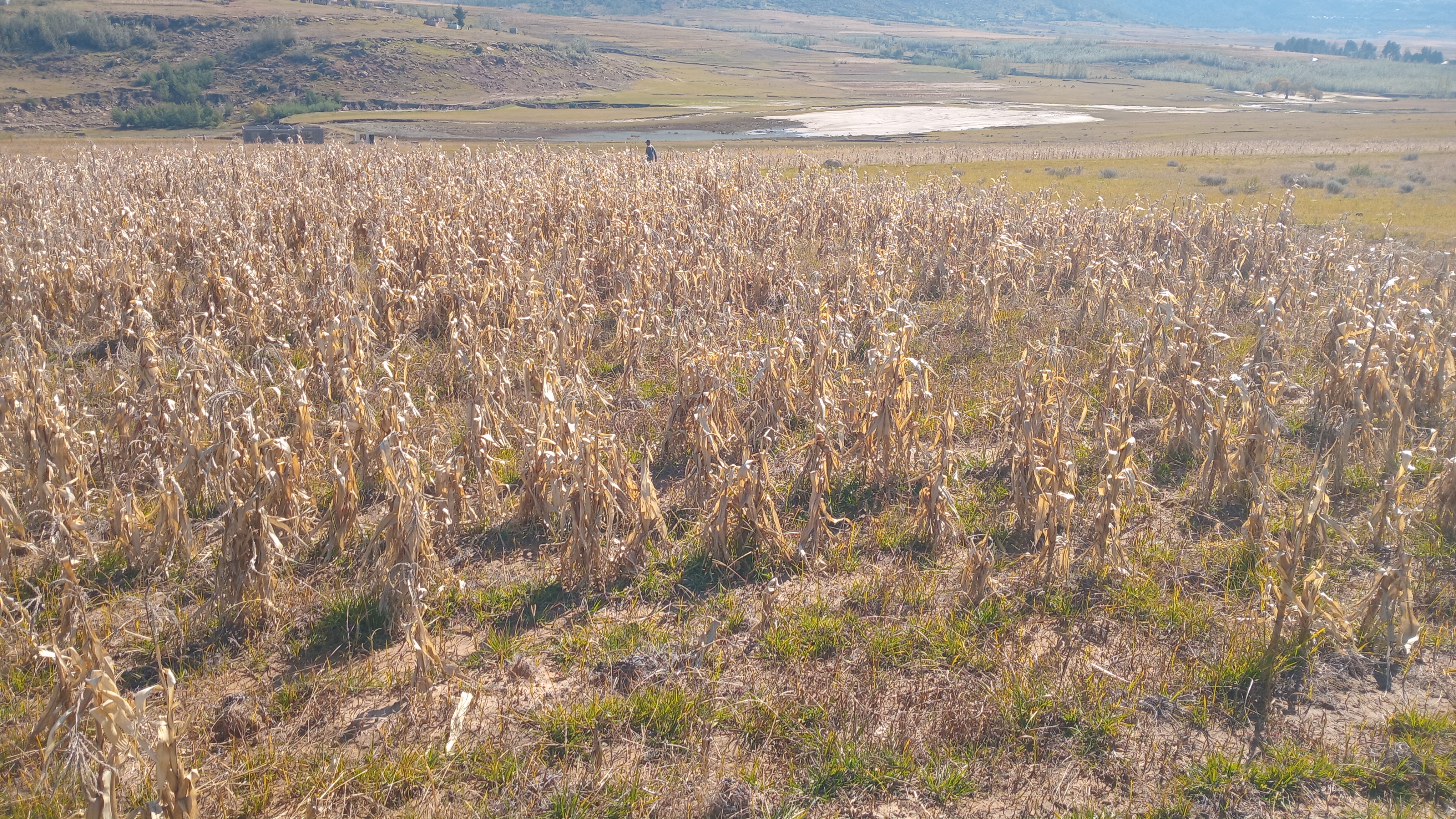 Tsimo ena e Ha Sofonia. Size: 2.2 Acres roughly 8903sqm. 5 minutes away from the tar road.